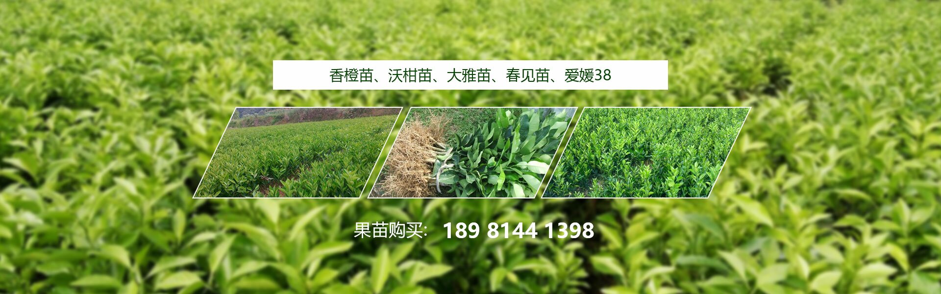 四川春沃果業有限公司